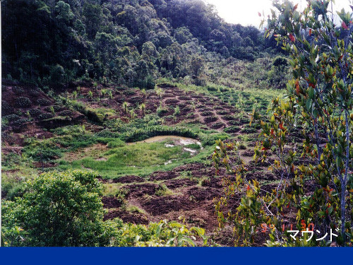 sweet_potato_field